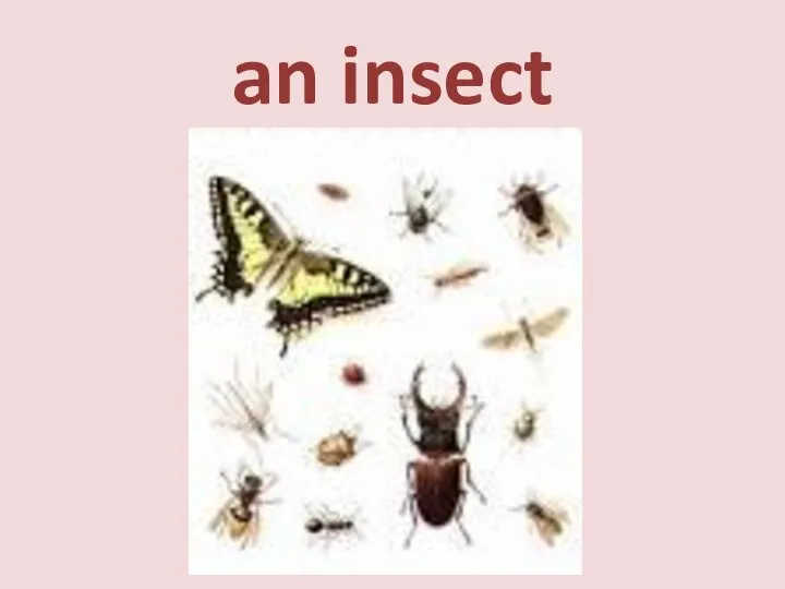 an insect