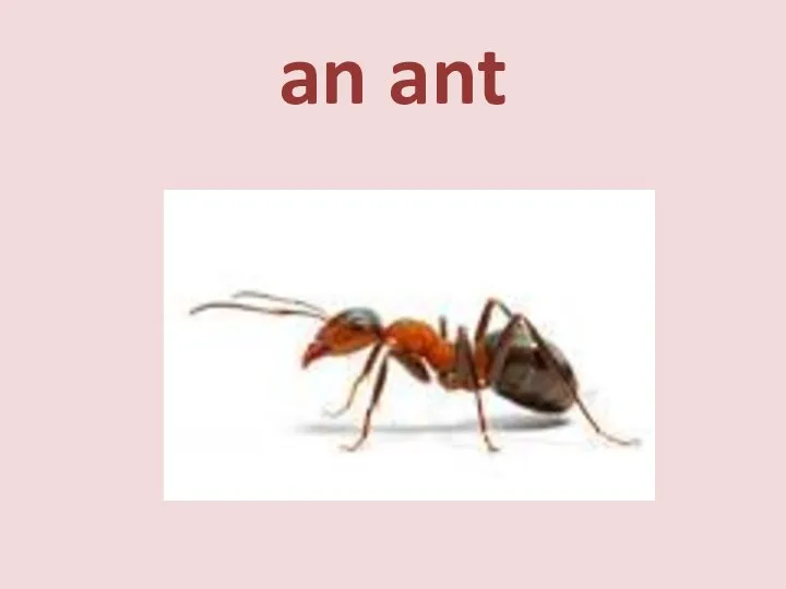 an ant