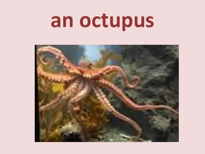 an octupus