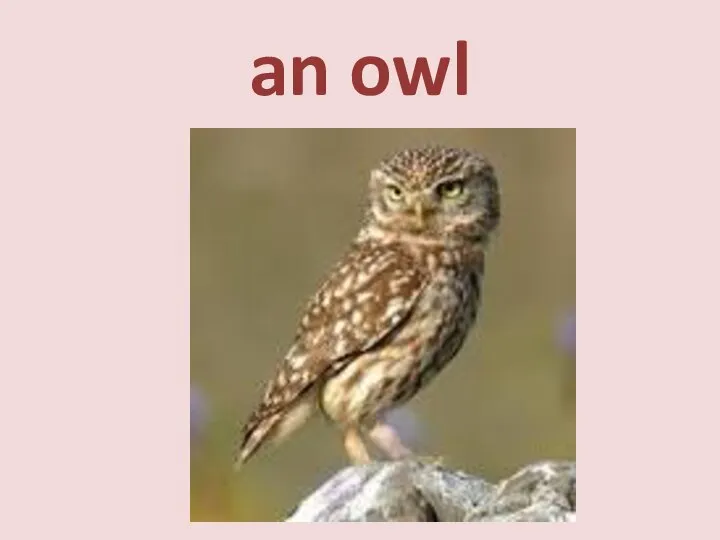 an owl