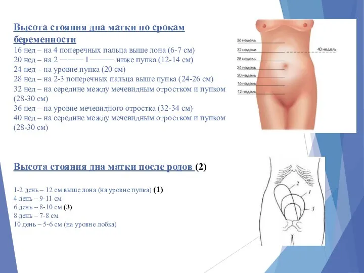 Высота стояния дна матки по срокам беременности 16 нед – на 4