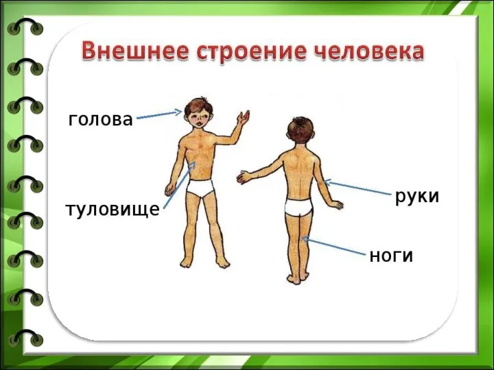 Тело человека