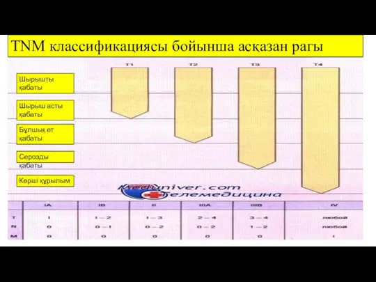 TNM классификациясы бойынша асқазан рагы Шырышты қабаты Шырыш асты қабаты Бұлшық ет