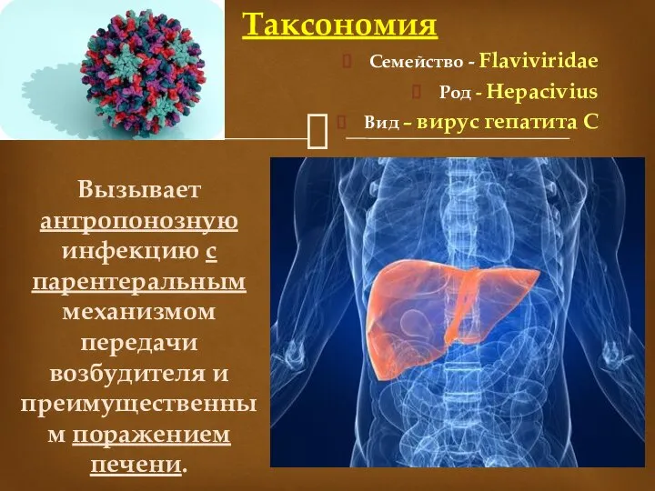 Таксономия Семейство - Flaviviridae Род - Hepacivius Вид – вирус гепатита С