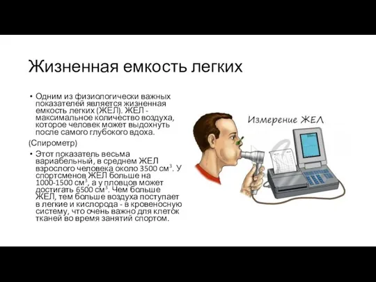 Жизненная емкость легких Одним из физиологически важных показателей является жизненная емкость легких