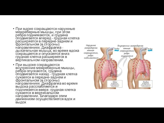 При вдохе сокращаются наружные межреберные мышцы, при этом ребра поднимаются, и грудина