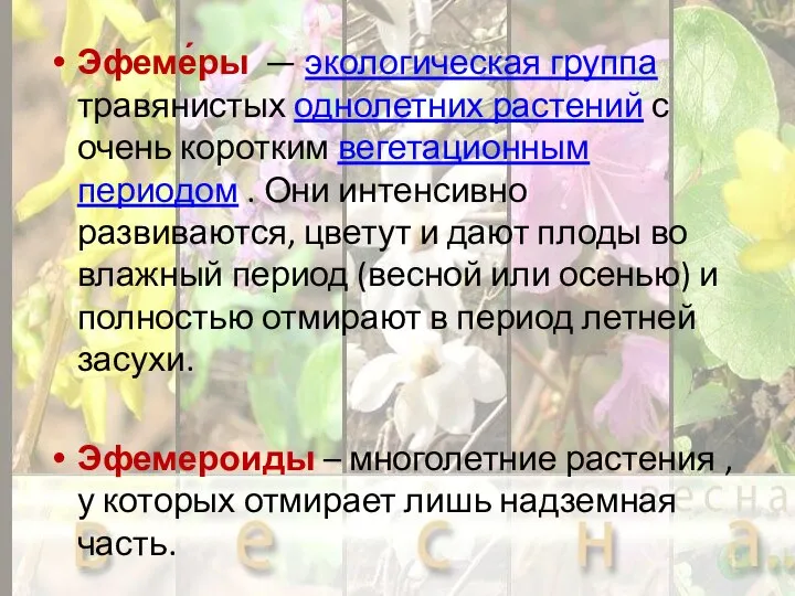 Эфеме́ры — экологическая группа травянистых однолетних растений с очень коротким вегетационным периодом