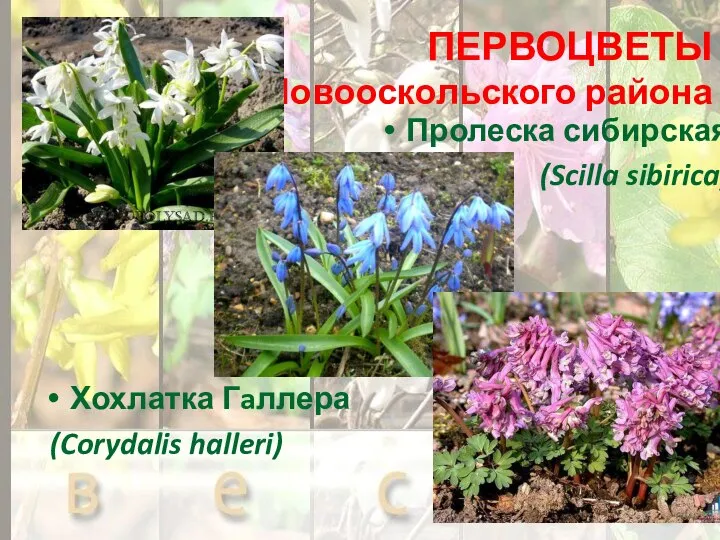 ПЕРВОЦВЕТЫ Новооскольского района Пролеска сибирская (Scilla sibirica) Хохлатка Гaллера (Corydalis halleri)