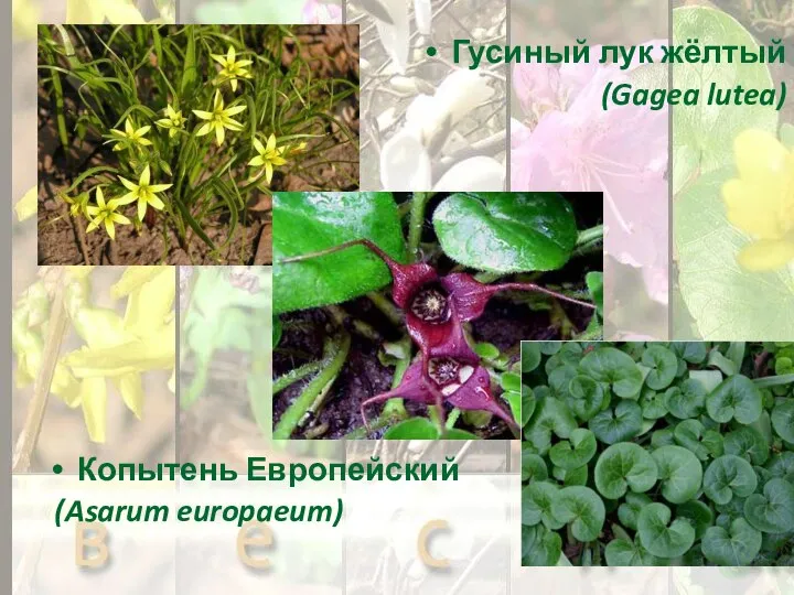 Гусиный лук жёлтый (Gagea lutea) Копытень Европейский (Asarum europaeum)