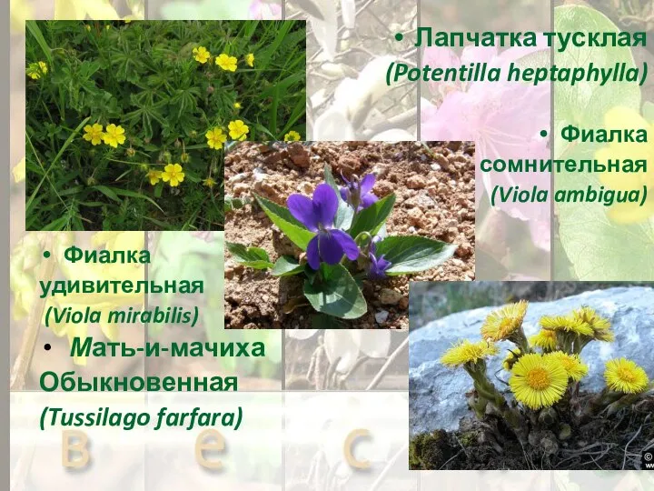 Лапчатка тусклая (Potentilla heptaphylla) Фиалка сомнительная (Viola ambigua) Фиалка удивительная (Viola mirabilis) Мать-и-мачиха Обыкновенная (Tussilago farfara)