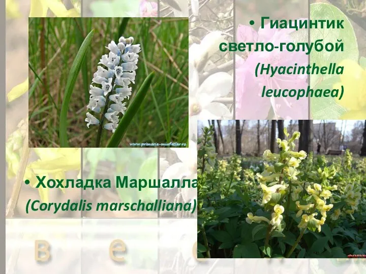 Гиацинтик светло-голубой (Hyacinthella leucophaea) Хохладка Маршалла (Corydalis marschalliana)