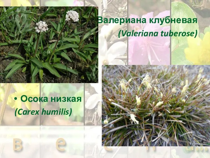 Валериана клубневая (Valeriana tuberose) Осока низкая (Carex humilis)