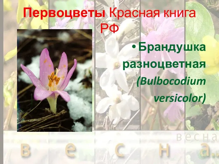 Первоцветы Красная книга РФ Брандушка разноцветная (Bulbocodium versicolor)
