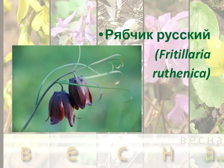 Рябчик русский (Fritillaria ruthenica)