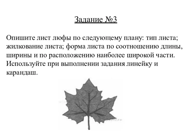 Опишите лист люфы по следующему плану: тип листа; жилкование листа; форма листа