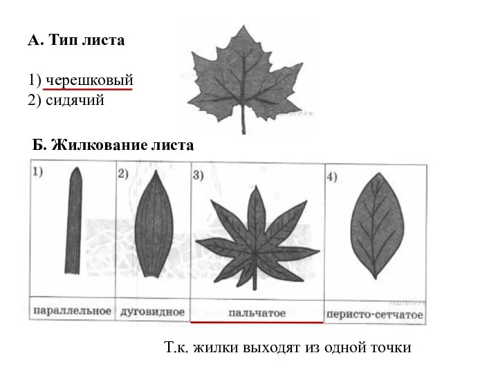 А. Тип листа 1) черешковый 2) сидячий Б. Жилкование листа Т.к. жилки выходят из одной точки