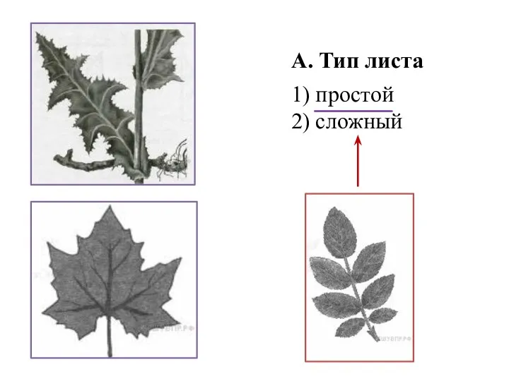 А. Тип листа 1) простой 2) сложный