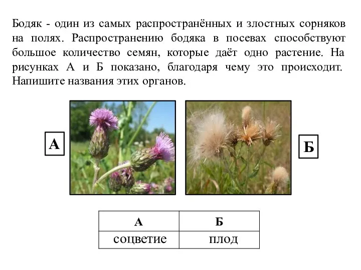 Бодяк - один из самых распространённых и злостных сорняков на полях. Распространению