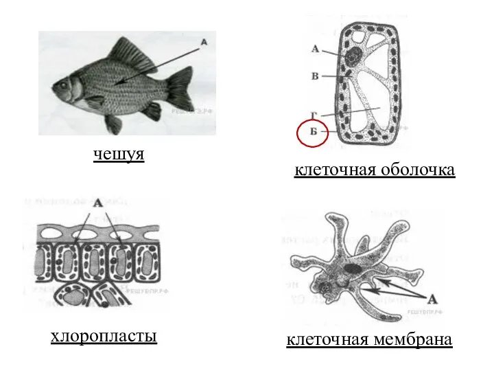 чешуя клеточная оболочка хлоропласты клеточная мембрана