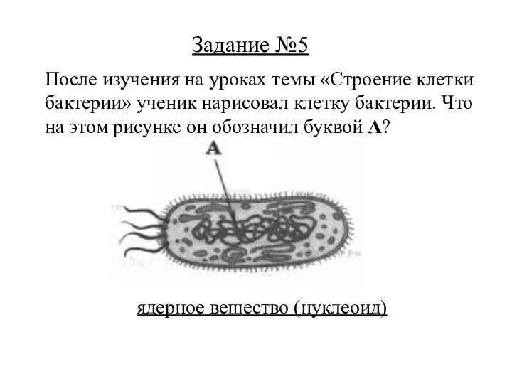 ядерное вещество (нуклеоид) Задание №5 После изучения на уроках темы «Строение клетки