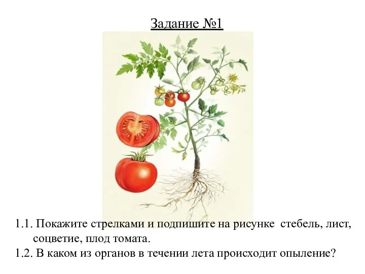 1.1. Покажите стрелками и подпишите на рисунке стебель, лист, соцветие, плод томата.