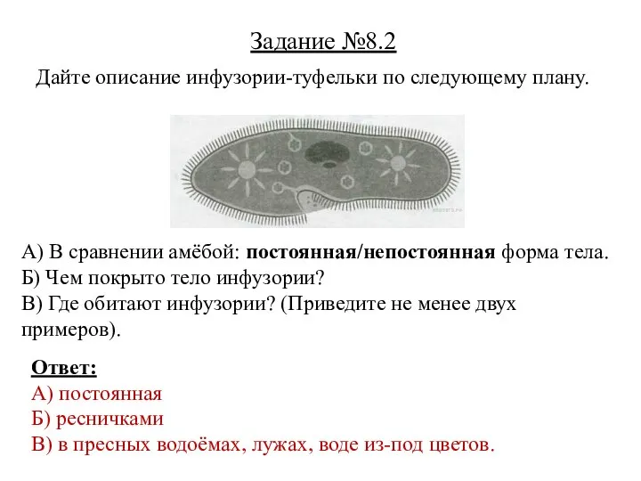 Дайте описание инфузории-туфельки по следующему плану. Задание №8.2 А) В сравнении амёбой: