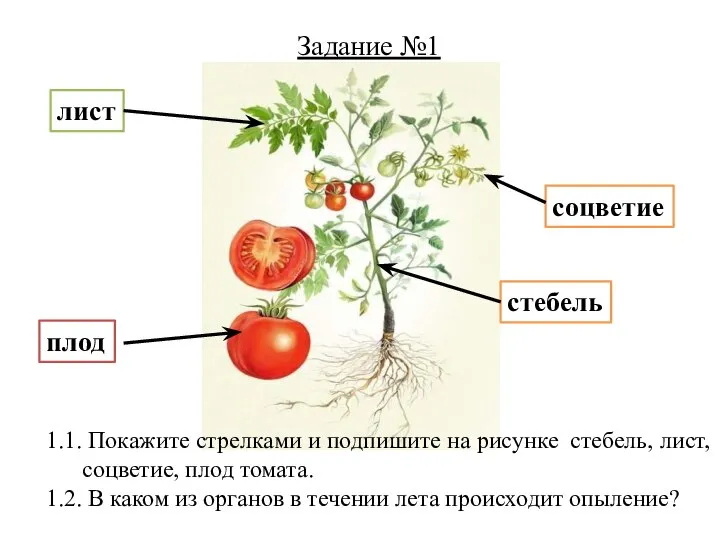 1.1. Покажите стрелками и подпишите на рисунке стебель, лист, соцветие, плод томата.