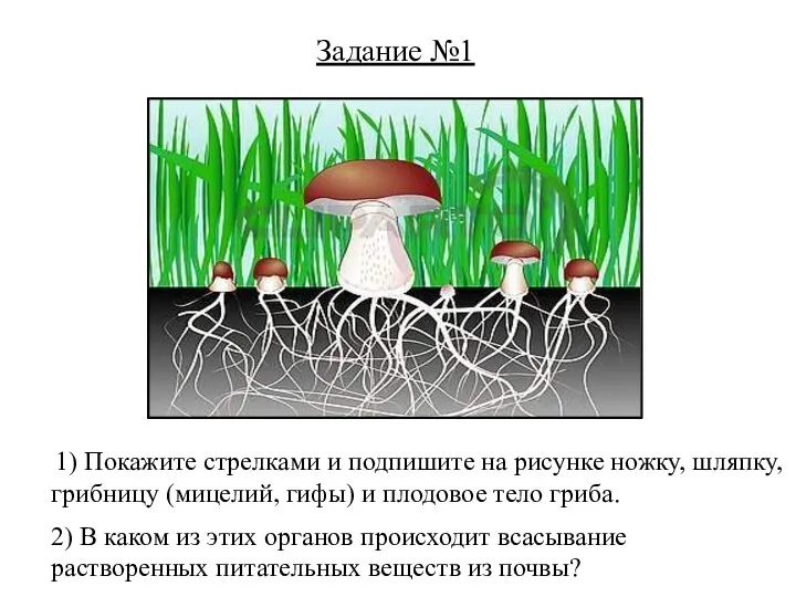 Задание №1 1) Покажите стрелками и подпишите на рисунке ножку, шляпку, грибницу