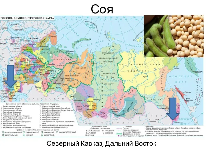 Соя Северный Кавказ, Дальний Восток