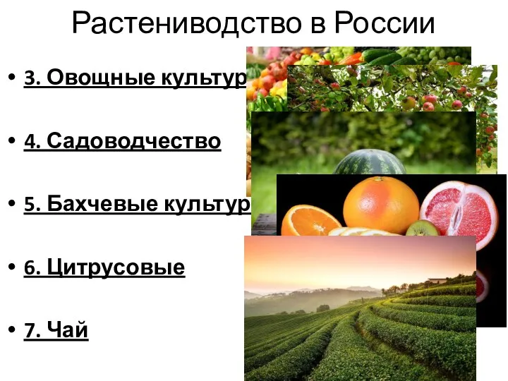 Растениводство в России 3. Овощные культуры 4. Садоводчество 5. Бахчевые культуры 6. Цитрусовые 7. Чай