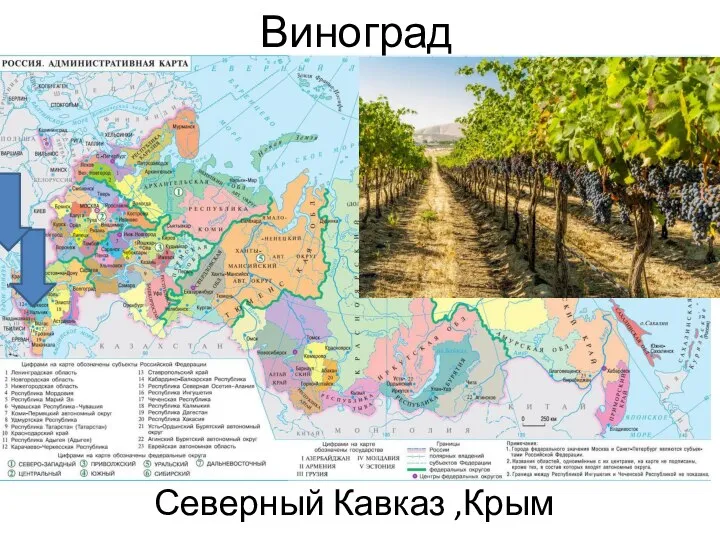 Виноград Северный Кавказ ,Крым