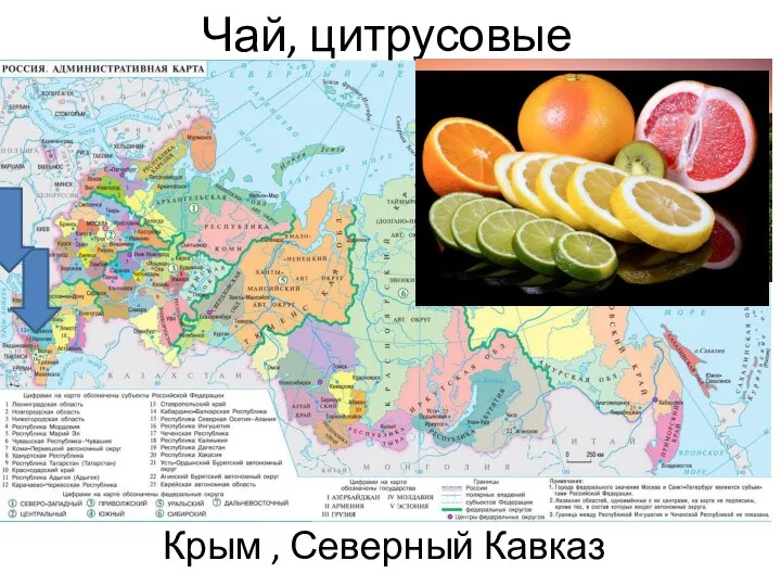 Чай, цитрусовые Крым , Северный Кавказ