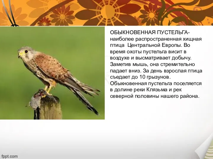 ОБЫКНОВЕННАЯ ПУСТЕЛЬГА- наиболее распространенная хищная птица Центральной Европы. Во время охоты пустельга