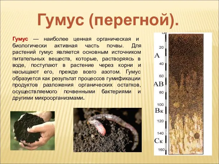 Гумус — наиболее ценная органическая и биологически активная часть почвы. Для растений