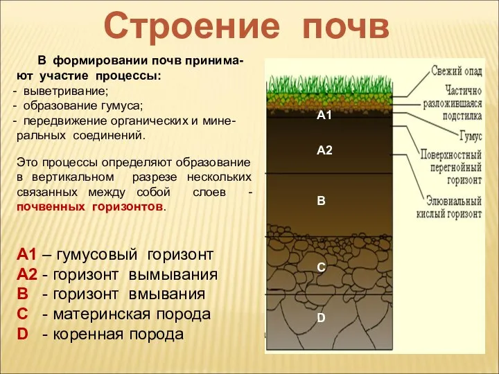Строение почв В формировании почв принима-ют участие процессы: выветривание; образование гумуса; передвижение