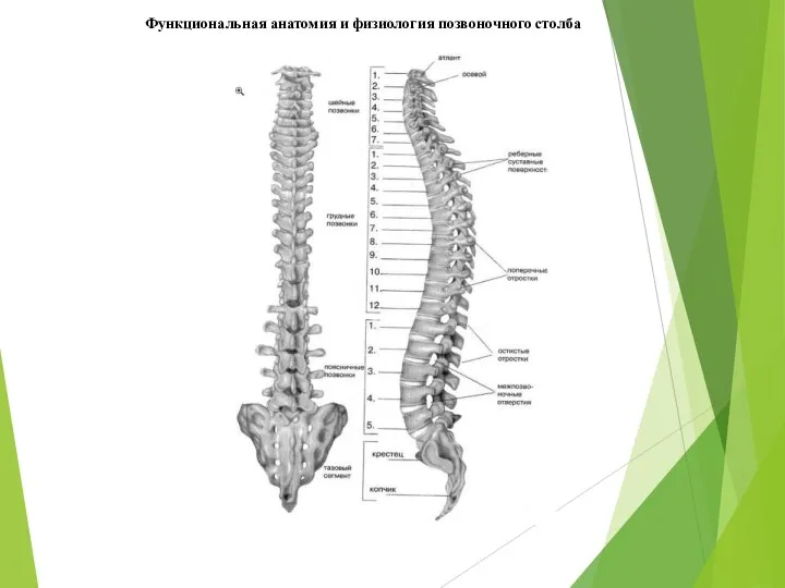 Функциональная анатомия и физиология позвоночного столба