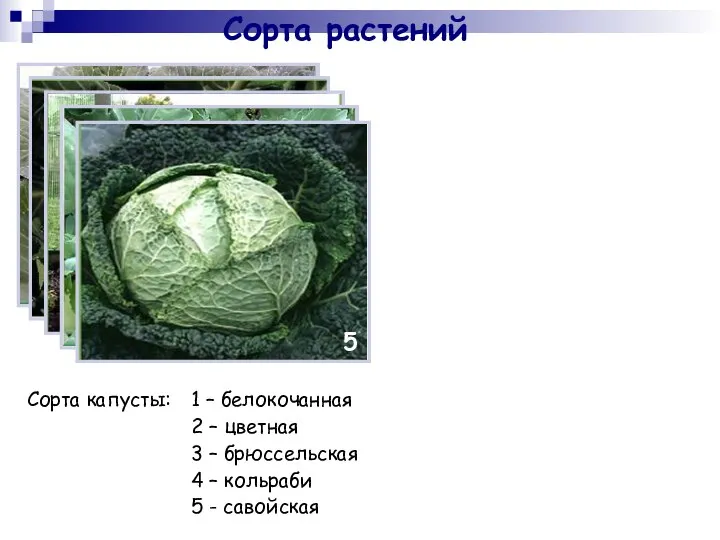 Сорта растений Сорта капусты: 1 – белокочанная 2 – цветная 3 –