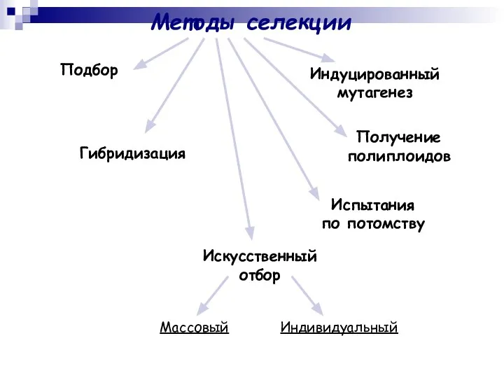 Методы селекции Подбор Индуцированный мутагенез Получение полиплоидов Испытания по потомству Гибридизация Искусственный отбор Массовый Индивидуальный