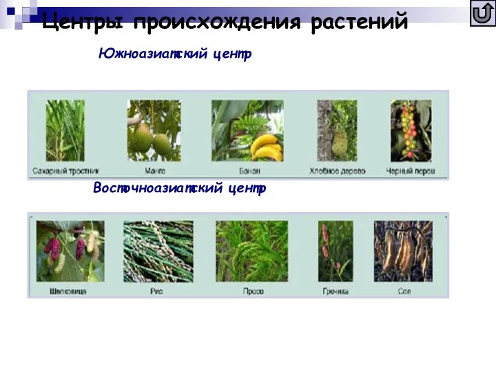 Центры происхождения растений Южноазиатский центр Восточноазиатский центр