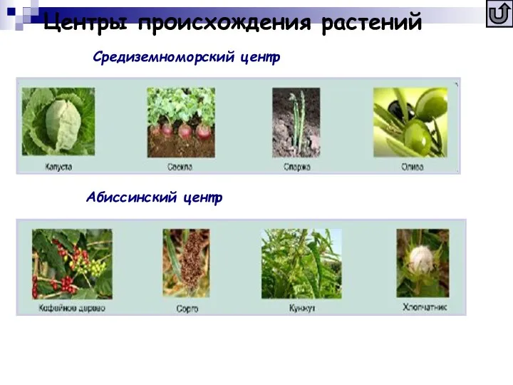 Центры происхождения растений Абиссинский центр Средиземноморский центр