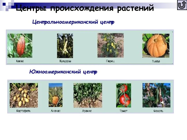 Центры происхождения растений Южноамериканский центр Центральноамериканский центр