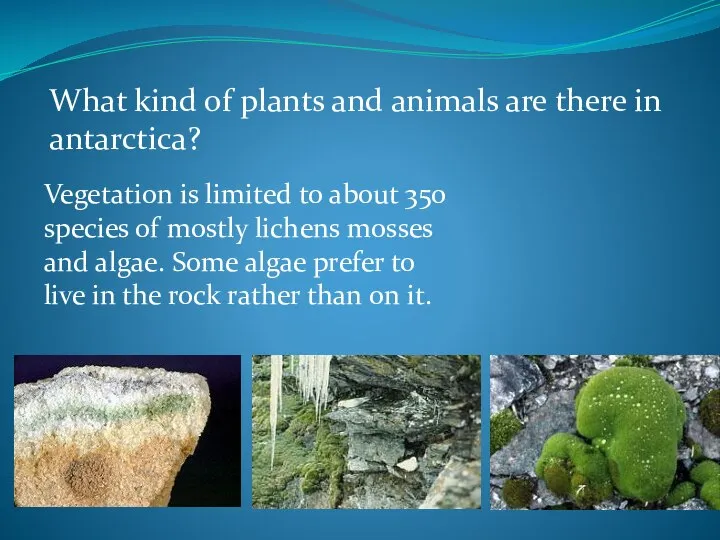What kind of plants and animals are there in antarctica? Vegetation is