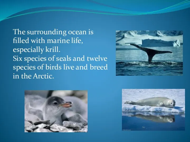 The surrounding ocean is filled with marine life, especially krill. Six species