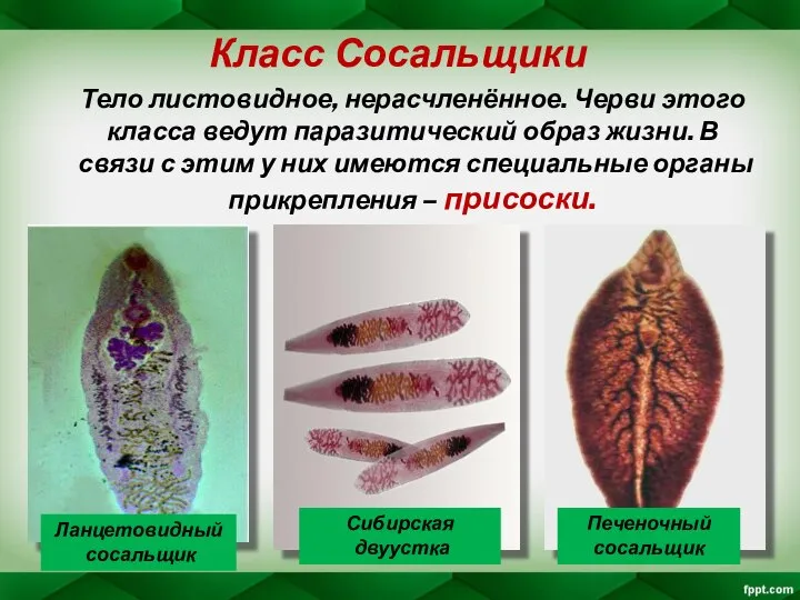 Класс Сосальщики Тело листовидное, нерасчленённое. Черви этого класса ведут паразитический образ жизни.