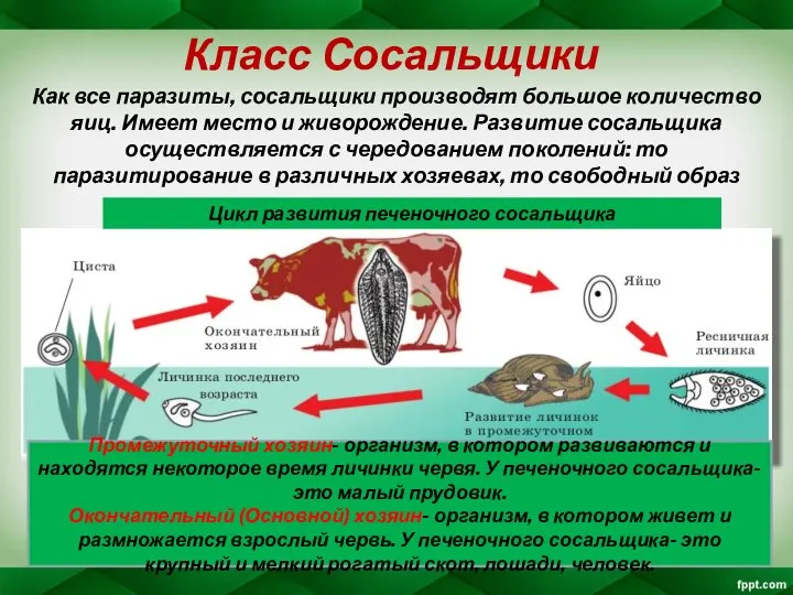 Класс Сосальщики Как все паразиты, сосальщики производят большое количество яиц. Имеет место