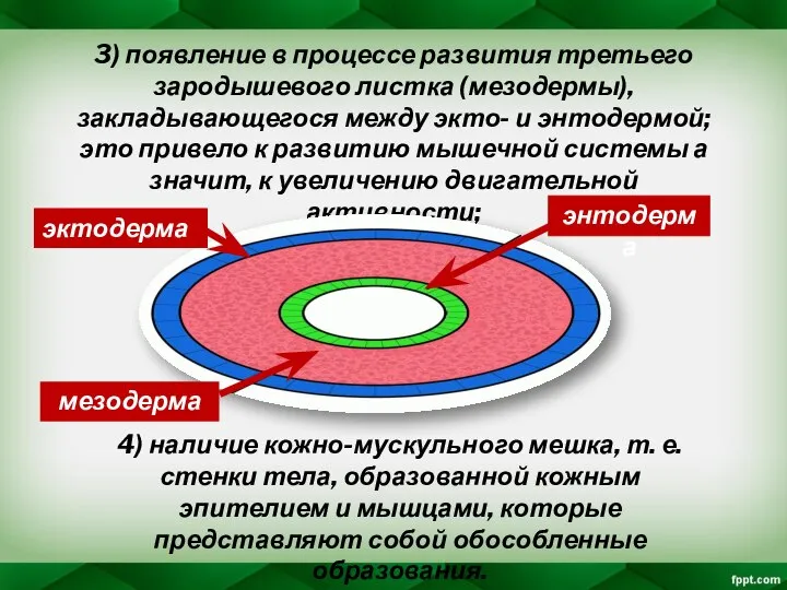 3) появление в процессе развития третьего зародышевого листка (мезодермы), закладывающегося между экто-