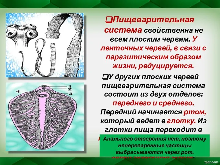 Пищеварительная система свойственна не всем плоским червям. У ленточных червей, в связи