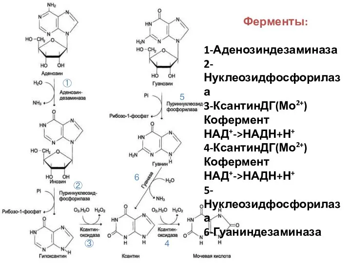 ① ② Ферменты: 1-Аденозиндезаминаза 2-Нуклеозидфосфорилаза 3-КсантинДГ(Мо2+) Кофермент НАД+->НАДН+Н+ 4-КсантинДГ(Мо2+) Кофермент НАД+->НАДН+Н+ 5-Нуклеозидфосфорилаза