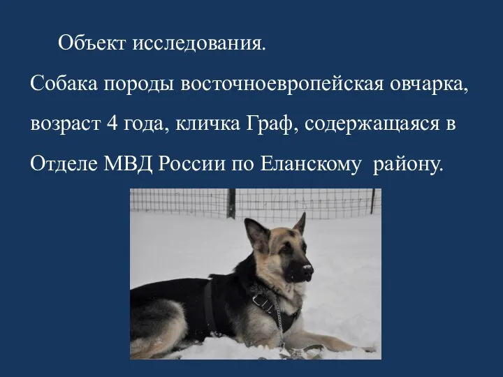 Объект исследования. Собака породы восточноевропейская овчарка, возраст 4 года, кличка Граф, содержащаяся