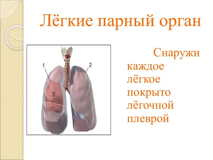 Лёгкие парный орган Снаружи каждое лёгкое покрыто лёгочной плеврой